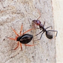 Euryopis umbilicata at Aranda, ACT - 21 Mar 2023 04:00 PM