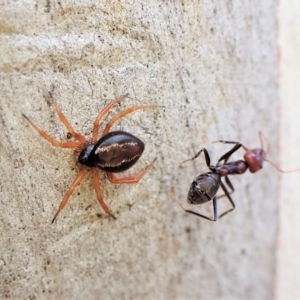 Euryopis umbilicata at Aranda, ACT - 21 Mar 2023