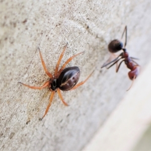 Euryopis umbilicata at Aranda, ACT - 21 Mar 2023