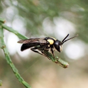 Leioproctus (Leioproctus) irroratus at Aranda, ACT - 21 Mar 2023