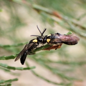 Leioproctus (Leioproctus) irroratus at Aranda, ACT - 21 Mar 2023