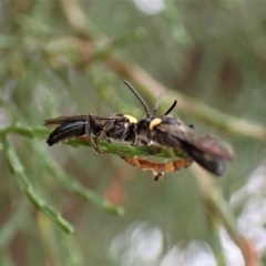 Leioproctus (Leioproctus) irroratus at Aranda, ACT - 21 Mar 2023 03:29 PM