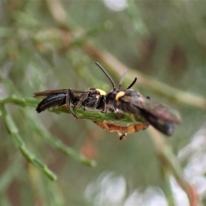 Leioproctus (Leioproctus) irroratus at Aranda, ACT - 21 Mar 2023