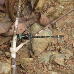 Eusynthemis guttata at Namadgi National Park - 7 Feb 2023 11:23 AM