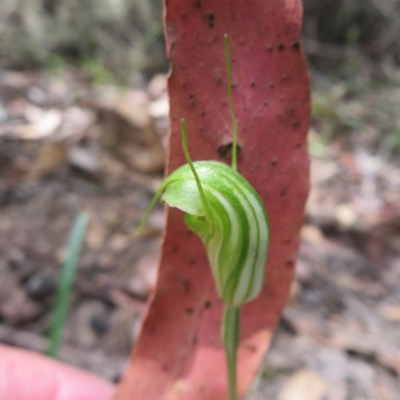 Diplodium atrans (Dark-tip greenhood) at Cotter River, ACT - 7 Feb 2023 by Christine