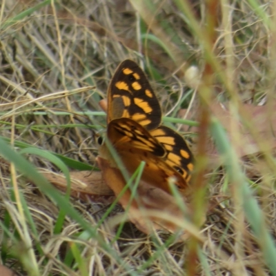 Heteronympha paradelpha (Spotted Brown) at Woodstock Nature Reserve - 21 Feb 2023 by Christine