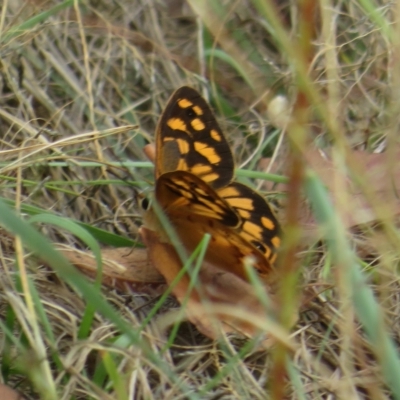 Heteronympha paradelpha (Spotted Brown) at Coree, ACT - 22 Feb 2023 by Christine