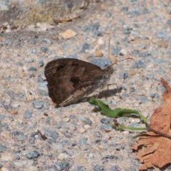 Geitoneura klugii at Molonglo Valley, ACT - 24 Feb 2023