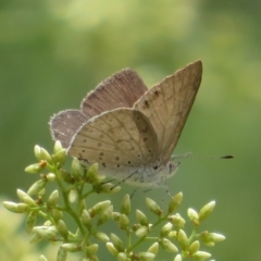 Erina hyacinthina (Varied Dusky-blue) at Molonglo Valley, ACT - 24 Feb 2023 by Christine