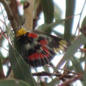 Delias harpalyce at Molonglo Valley, ACT - 24 Feb 2023 02:22 PM