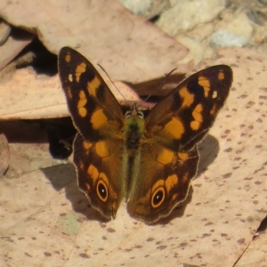 Heteronympha solandri at Cotter River, ACT - 26 Feb 2023 09:46 AM