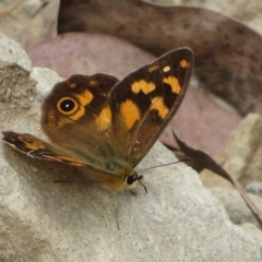 Heteronympha solandri at Cotter River, ACT - 26 Feb 2023 09:46 AM