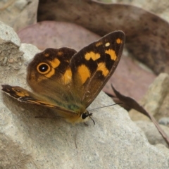 Heteronympha solandri at Cotter River, ACT - 26 Feb 2023