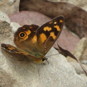 Heteronympha solandri at Cotter River, ACT - 26 Feb 2023 09:46 AM