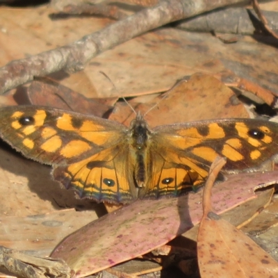 Geitoneura klugii (Marbled Xenica) at Cotter River, ACT - 25 Feb 2023 by Christine