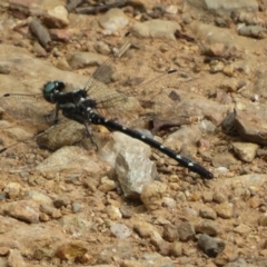 Eusynthemis guttata (Southern Tigertail) at Namadgi National Park - 25 Feb 2023 by Christine