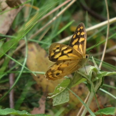 Heteronympha paradelpha (Spotted Brown) at Cotter River, ACT - 26 Feb 2023 by Christine