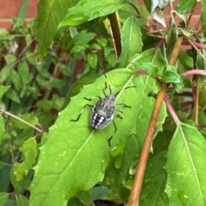 Poecilometis sp. (genus) at Aranda, ACT - 23 Mar 2023