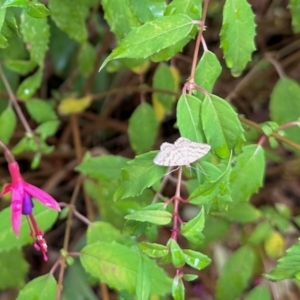 Scopula rubraria at Aranda, ACT - 23 Mar 2023