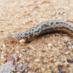 Limax maximus (Leopard Slug, Great Grey Slug) at Stranger Pond - 23 Mar 2023 by roman_soroka