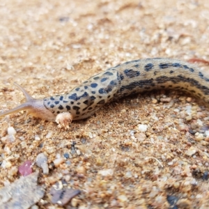 Limax maximus at Bonython, ACT - 23 Mar 2023 06:03 PM