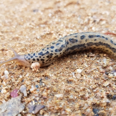 Limax maximus (Leopard Slug, Great Grey Slug) at Bonython, ACT - 23 Mar 2023 by roman_soroka