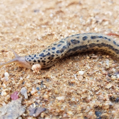 Limax maximus (Leopard Slug, Great Grey Slug) at Bonython, ACT - 23 Mar 2023 by RomanSoroka