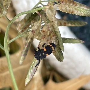 Harmonia conformis at Watson, ACT - 23 Mar 2023 03:17 PM