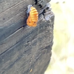 Coccinellidae (family) at Watson, ACT - 23 Mar 2023