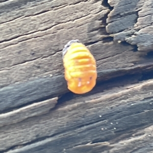 Coccinellidae (family) at Watson, ACT - 23 Mar 2023