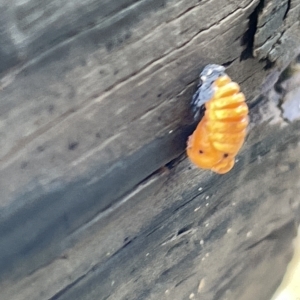 Coccinellidae (family) at Watson, ACT - 23 Mar 2023