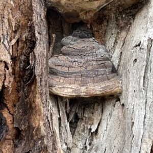 Phellinus sp. (non-resupinate) at Watson, ACT - 23 Mar 2023 03:14 PM