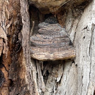Phellinus sp. (non-resupinate) (A polypore) at Watson, ACT - 23 Mar 2023 by Hejor1