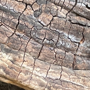 Phellinus sp. (non-resupinate) at Watson, ACT - 23 Mar 2023 03:14 PM