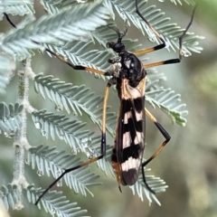 Gynoplistia (Gynoplistia) bella (A crane fly) at Watson Green Space - 23 Mar 2023 by Hejor1