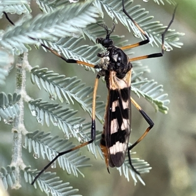 Gynoplistia (Gynoplistia) bella (A crane fly) at Watson Green Space - 23 Mar 2023 by Hejor1