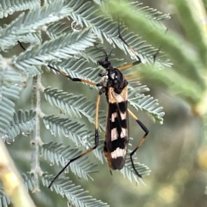 Gynoplistia (Gynoplistia) bella at Watson, ACT - 23 Mar 2023 02:59 PM