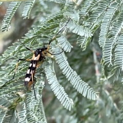 Gynoplistia (Gynoplistia) bella at Watson, ACT - 23 Mar 2023 02:59 PM