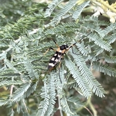 Gynoplistia (Gynoplistia) bella at Watson, ACT - 23 Mar 2023