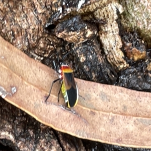 Dindymus versicolor at Watson, ACT - 23 Mar 2023