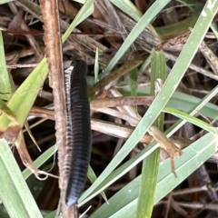 Ommatoiulus moreleti (Portuguese Millipede) at Watson Green Space - 23 Mar 2023 by Hejor1