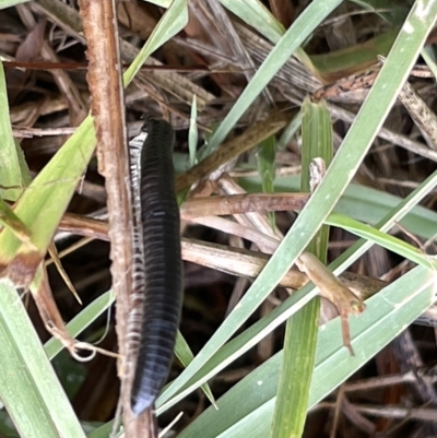 Ommatoiulus moreleti (Portuguese Millipede) at Watson, ACT - 23 Mar 2023 by Hejor1