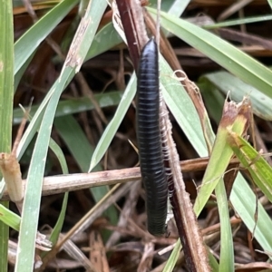 Ommatoiulus moreleti at Watson, ACT - 23 Mar 2023 02:46 PM