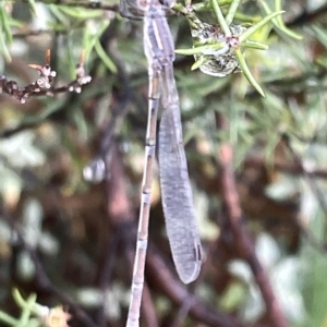 Austrolestes leda at Watson Green Space - 23 Mar 2023