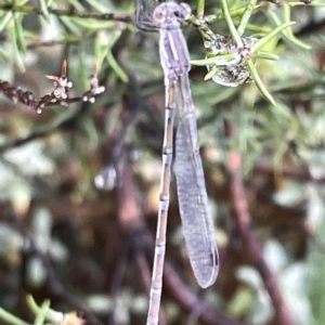 Austrolestes leda at Watson Green Space - 23 Mar 2023 02:41 PM