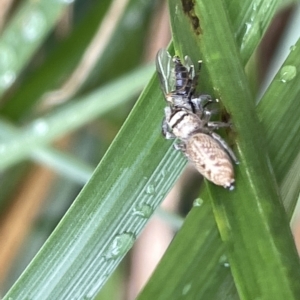 Opisthoncus nigrofemoratus at Watson, ACT - 23 Mar 2023