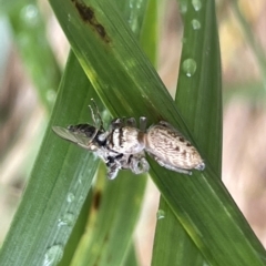 Opisthoncus nigrofemoratus at Watson, ACT - 23 Mar 2023