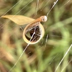 Phonognatha graeffei at Watson, ACT - 23 Mar 2023