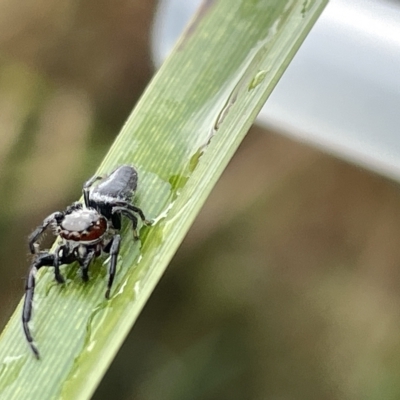 Opisthoncus grassator (Jumping spider) at Watson, ACT - 23 Mar 2023 by Hejor1