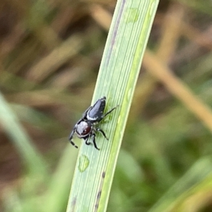 Opisthoncus grassator at Watson, ACT - 23 Mar 2023